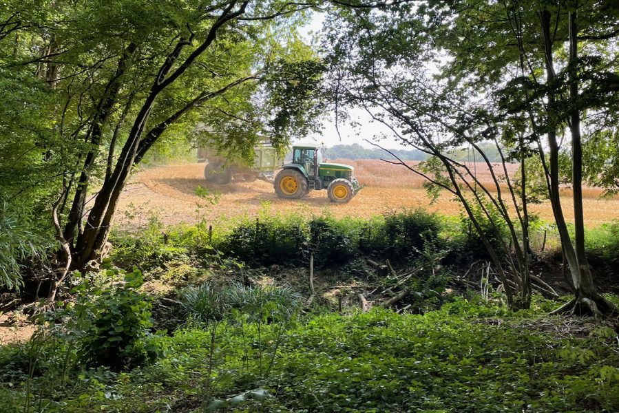Harvest in the field to the east of the Holt woods